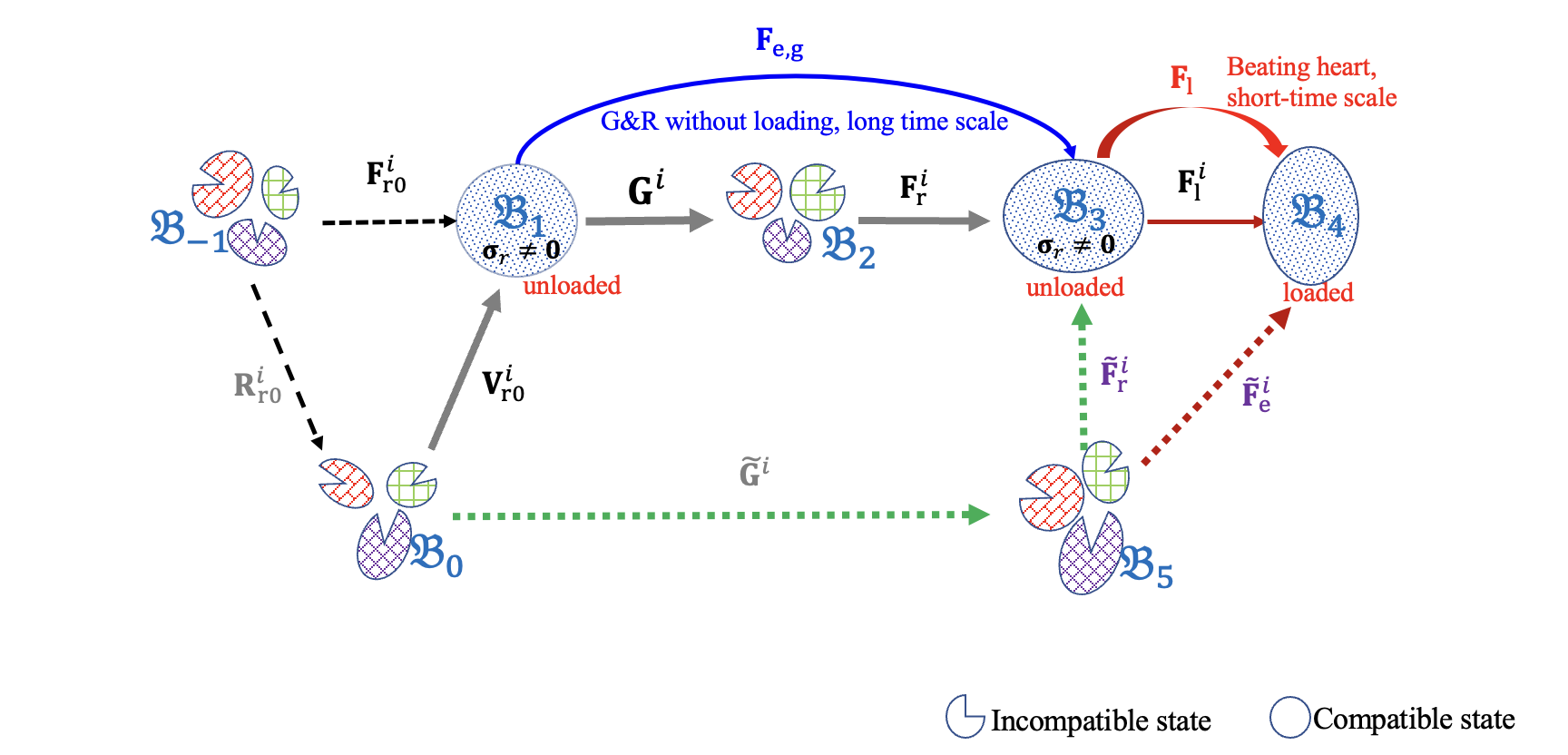 Multiscale Model