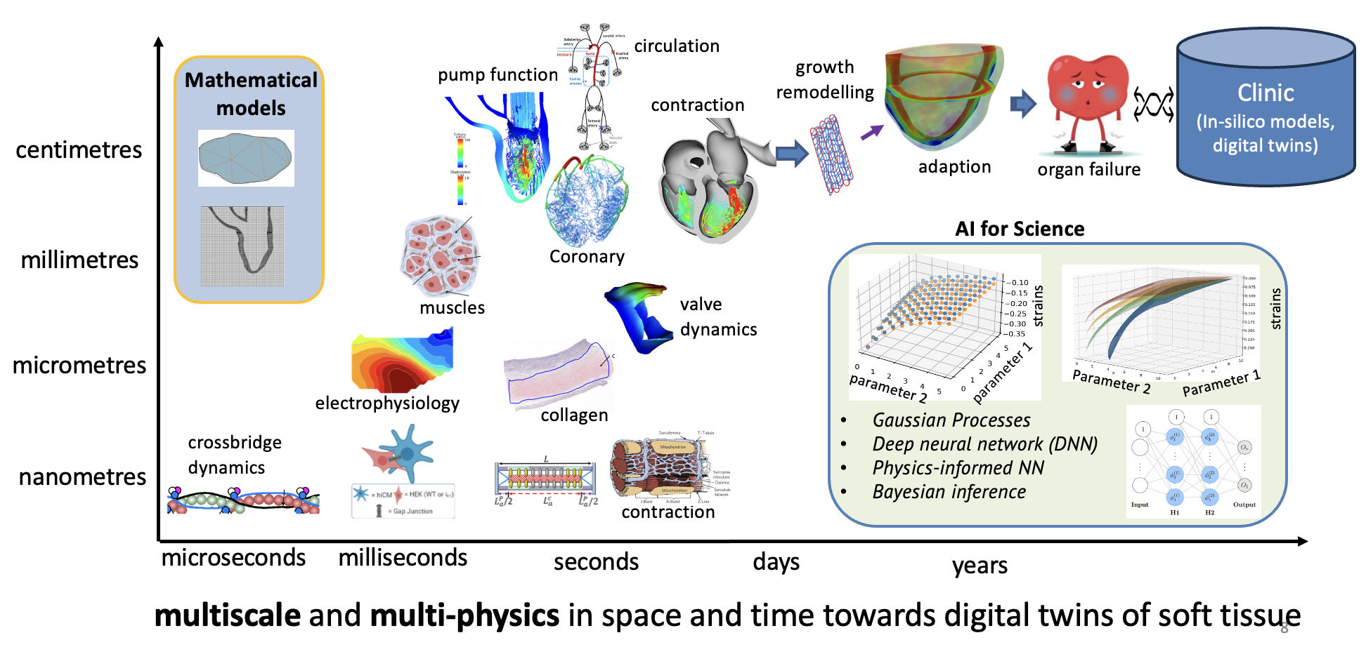Multiscale Model